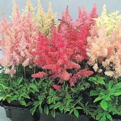 Astilbe 'Taquetti', pink to reddish plumes