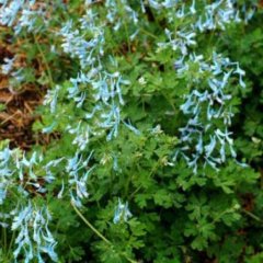 Corydalis 'Blue Panda', true blue tiny flowers on green plant