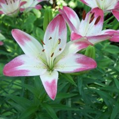 Photo courtesy of Dave's Garden user <a href="http://davesgarden.com/guides/pf/showimage/208539/">Malus2006</a> Lilium 'Lollipop', white petals with pink-dipped ends