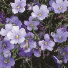 Liinum 'Saphyr', winsome blue-lavender single flowers