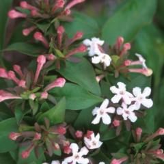 Abelia mosanensis, light pink flowers, green leaves