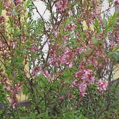 Prunus tenella, pink blossoms on upright twigs