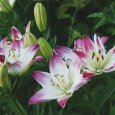 Lilium 'Lollipop', white petals with pink-dipped ends