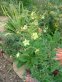 Light green flowers in a bed with dark snapdragons and peach hummingbird mint