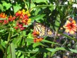 Monarch butterfly on red and orange flowerhead