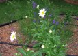 White daisy with yellow center