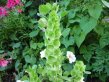 Bells of Ireland, green flowers on a vertical stalk