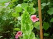 Bells of Ireland, green flowers on a vertical stalk