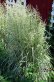 Tall clump of silvery grass with prominent fluffy seedheads