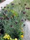 Darkest purple cornflowers with gray-green foliage.