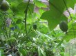Vining plant with green fruits growing beneath tomato plants