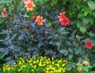 Dark leaves and reddish-orange dahlia blooms