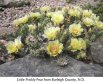 Little Prickly Pear from Burleigh County, N.D., light yellow flowers