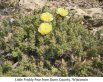 Little prickly pear, light yellow flowers, small green pads