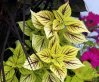 Yellow-green coleus with red veins