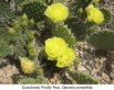 Grasslands prickly pear, fluorescent yelow flowers, green pads