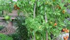 Tomatoes close up on their plants