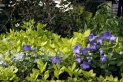 Yellow-green leaves, purple flowers nearby