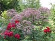 Dusky pink panicles of flowers on tall dark stems