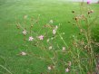 Jewels of Opar, wiry stems and pink small flowers