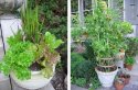Pots with lettuce, grasses and tomatoes