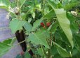 Long thin dark eggplants growing on green plant