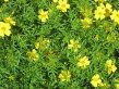 Light-bright yellow marigolds with feathery foliage