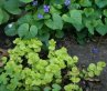 Yellow-green leaves on spreading plants