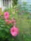 Huge pink hibiscus with feathery fennel, yellow and orange sunflowers