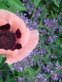 Huge peach-pink poppy with dark center, dark lavender small flowers