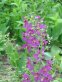 Green stem with many magentapurple flowers iwth yellow stamens