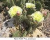 Prickly Pear 'Chartreuse', light yellow flowers with a green cast