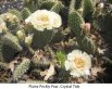 Crystal Tide prickly pear, ivory flowers