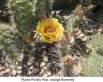 Orange-flowered prickly pear, flower is dark gold more than orange