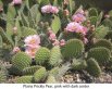 Prickly pear, flowers pink with a dark center
