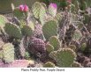 Purple Desert prickly pear pads have a purple sheen. Purple flowers.