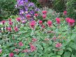 Red-pink flowers foreground, purple in background