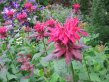 Close up of red-pink bee balm flower