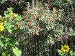 Orange rose hips on climbing rose over a fence