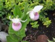Pink and white ladyslipper