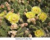 Smithwick prickly pear, bright yellow flowers