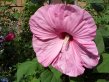 Huge pink flower with crepe like petals