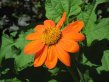 Bright orange single, zinnia-like flower.