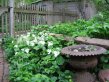 White trilliums blooming near an iron planter
