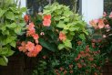 Window box with apricot begonia, lime green coleus.