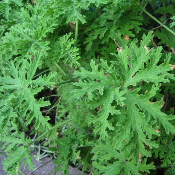 top 28 geranium and mosquitoes 10 plants that repel mosquitoes from your home growing top 28 geranium and mosquitoes 10 plants that repel mosquitoes from your home growing