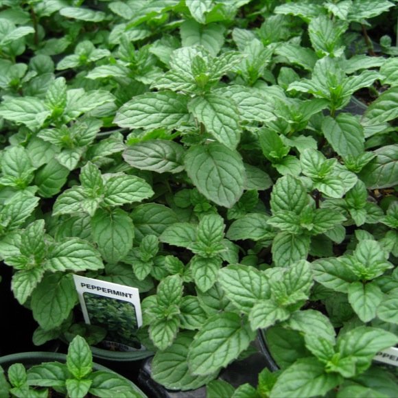 Mint Peppermint Friends School Plant Sale