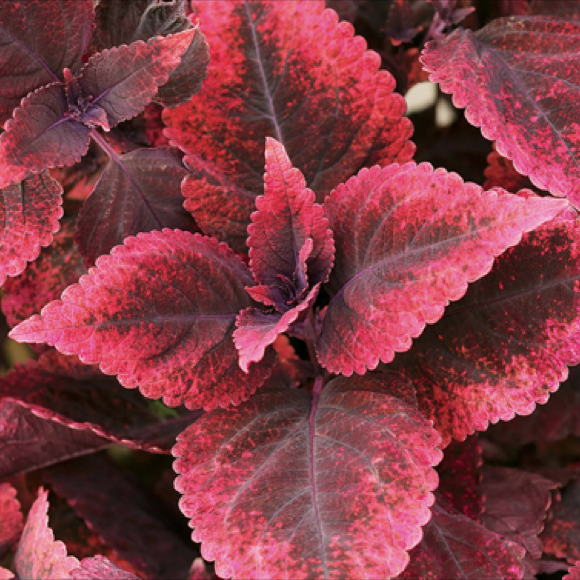 coleus sun mariposa friends school plant sale coleus sun mariposa friends school plant sale