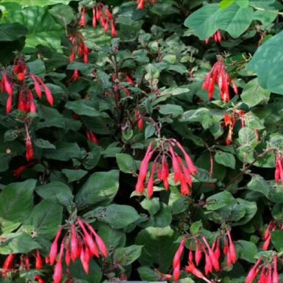 Fuchsia - Gartenmeister | Friends School Plant Sale