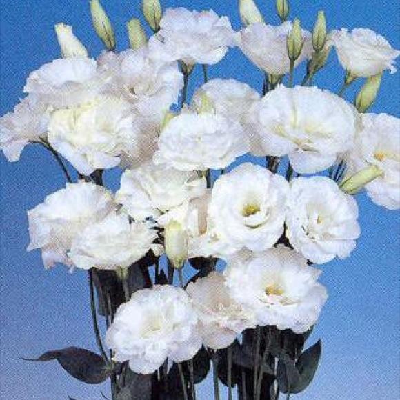 Lisianthus Echo Pure White Friends School Plant Sale